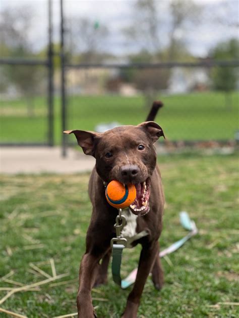 Humane Society seeks adopters amid a spike in seized and stray dogs